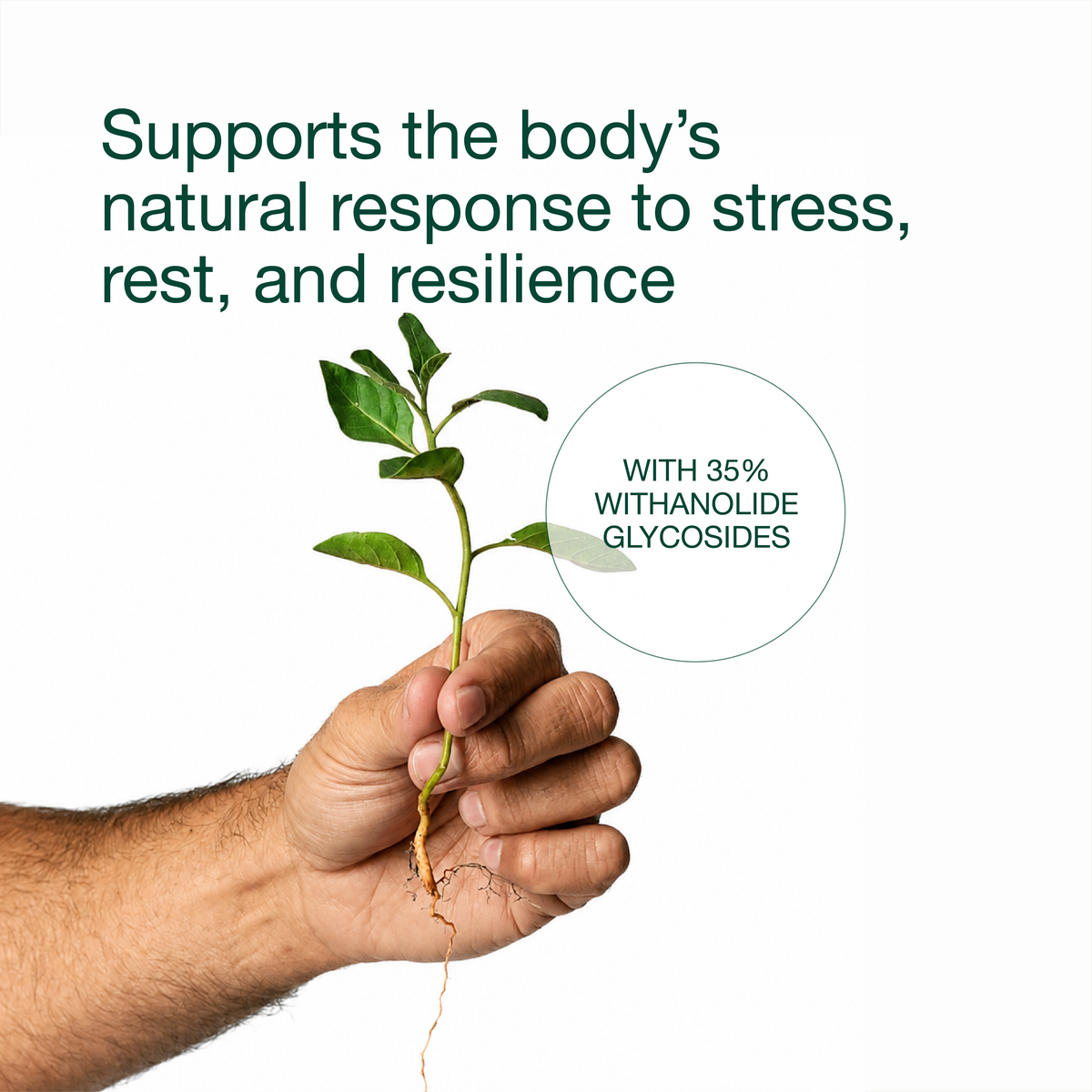Ashwagandha Bioactive