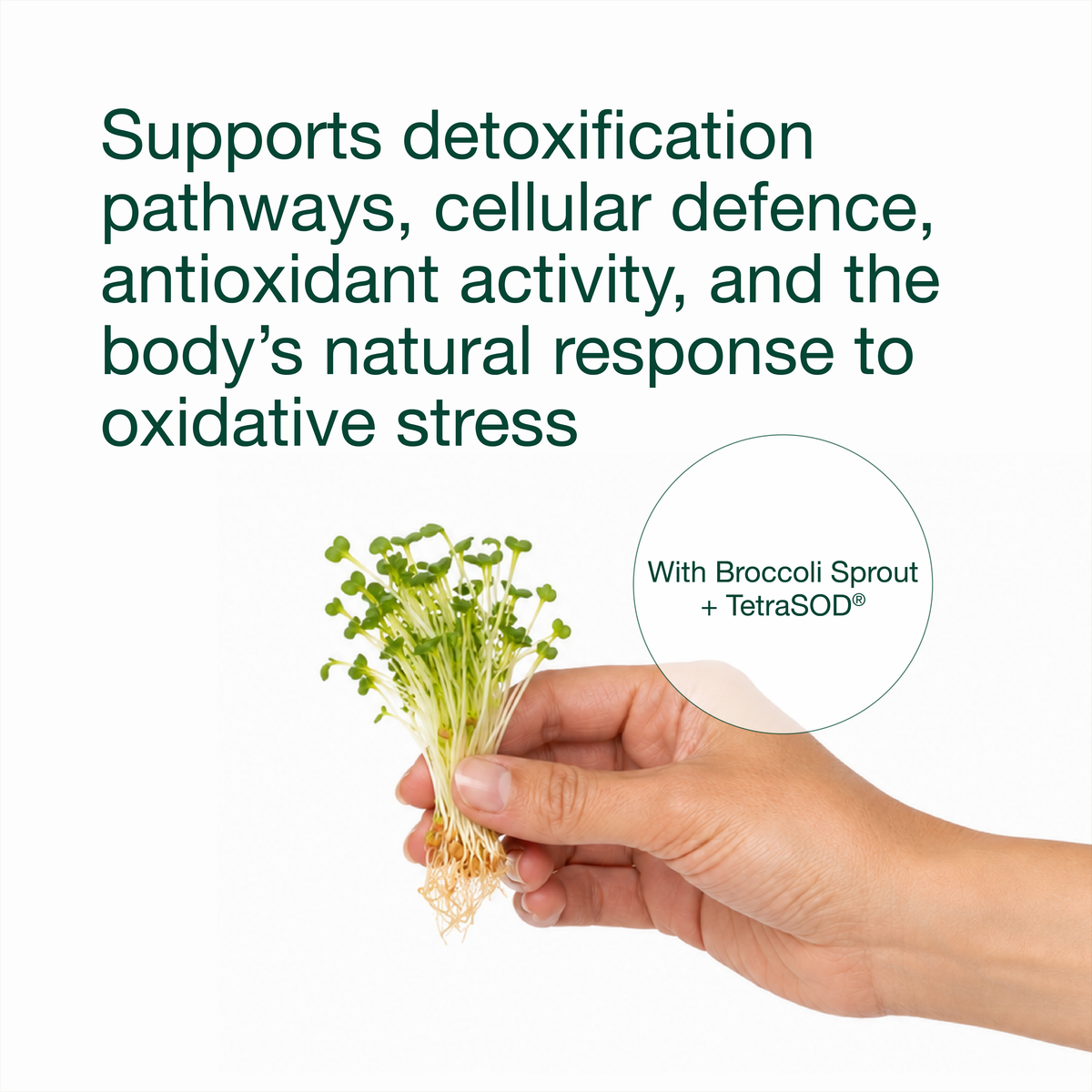 Sulforaphane NRF2 Complex