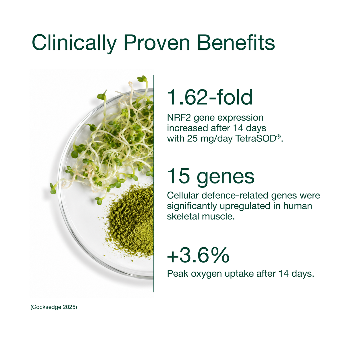 Sulforaphane NRF2 Complex